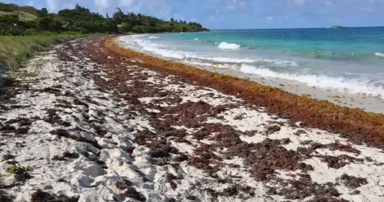 alerta algas en el caribe