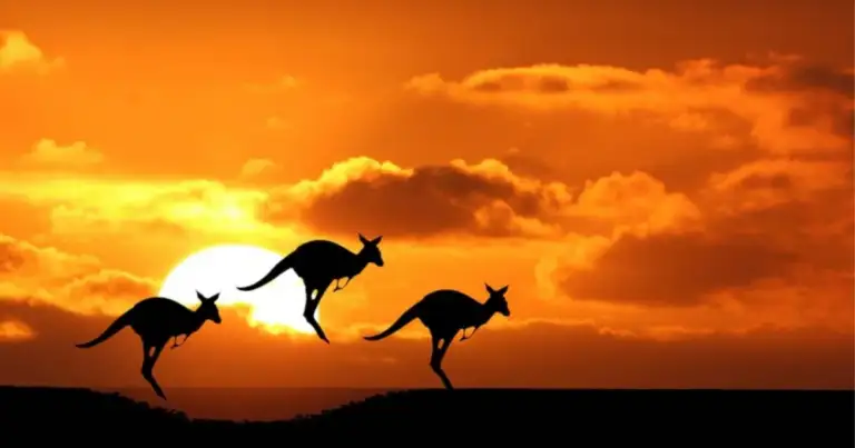 que hacer en australia