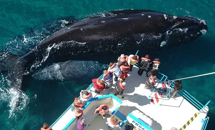 Avistamiento de ballenas en Puerto Madryn Turistas observando una ballena franca austral desde una embarcación en las aguas de Puerto Pirámides, Península Valdés, Patagonia argentina