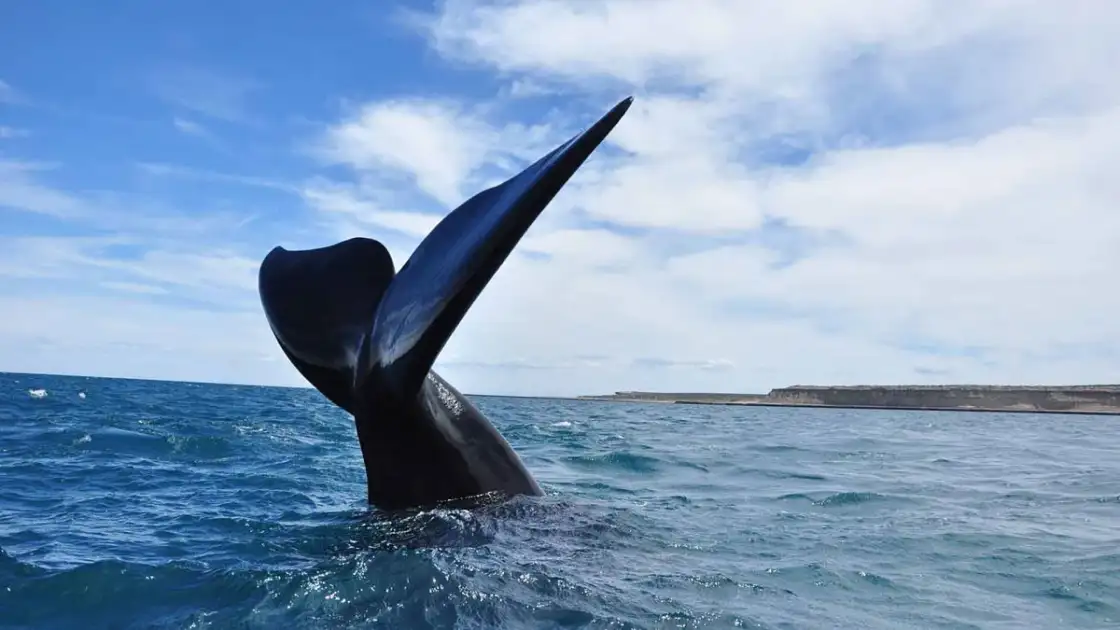 Cola de ballena franca austral emergiendo del mar en Península Valdés, cerca de Puerto Madryn, Patagonia argentina
