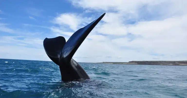 Cola de ballena franca austral emergiendo del mar en Península Valdés, cerca de Puerto Madryn, Patagonia argentina