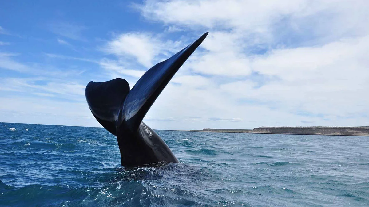 Cola de ballena franca austral emergiendo del mar en Península Valdés, cerca de Puerto Madryn, Patagonia argentina