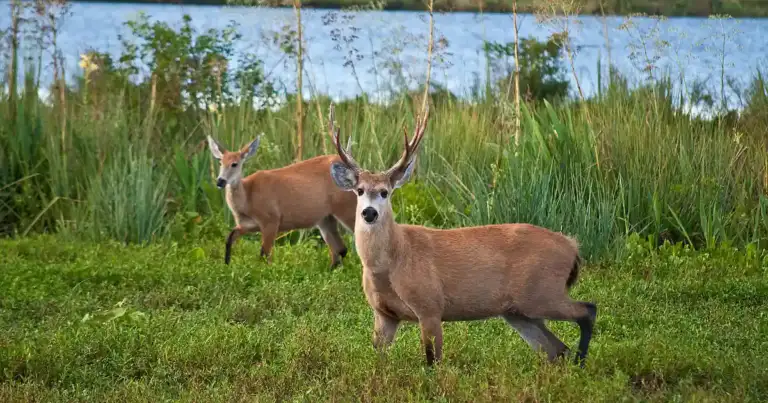 Dos ciervos con astas en pradera junto a laguna y vegetación