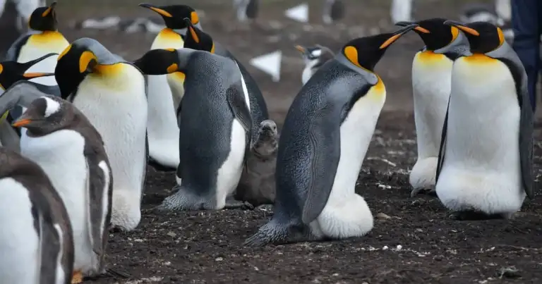 pinguinos punta tombo