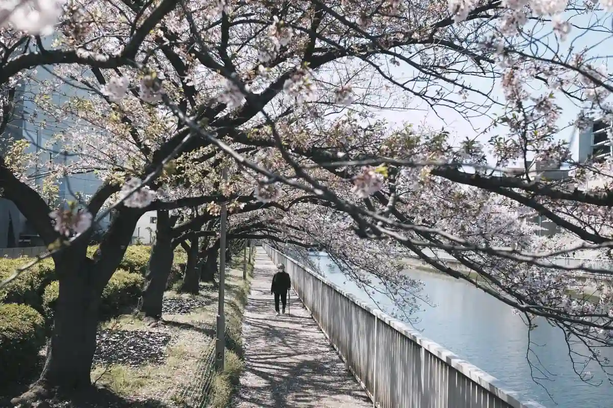 Sendero sombreado bajo árboles en flor con peatón caminando en Parque Ueno
