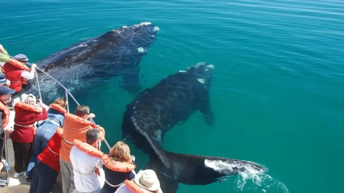 avistaje de ballenas