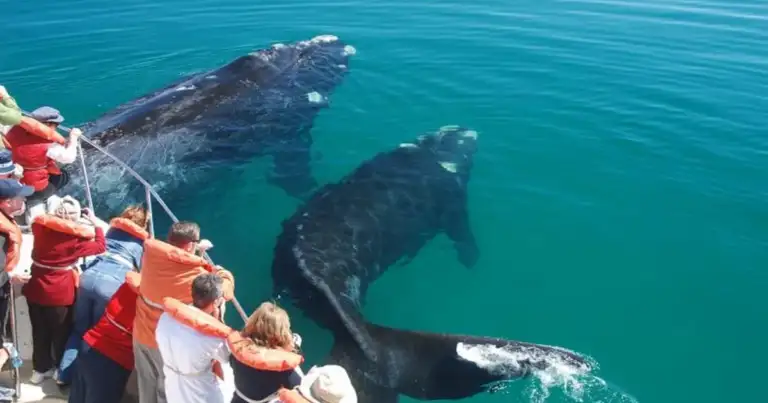 avistaje de ballenas