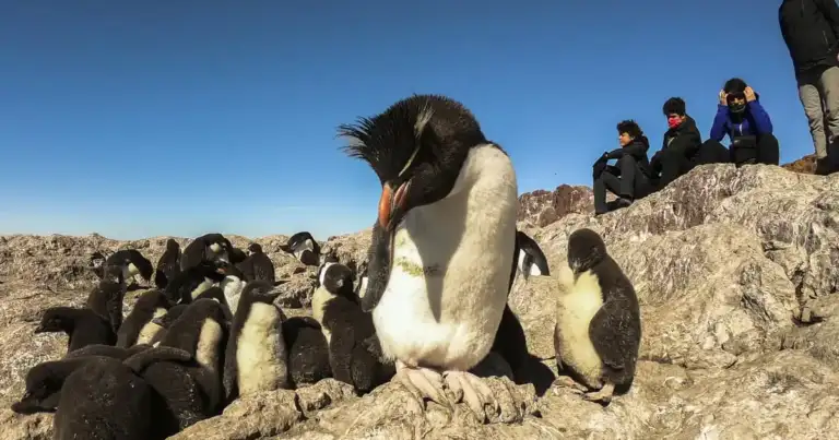 pingüinos en Puerto Deseado