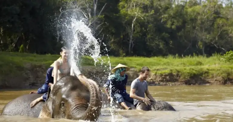 elefantes de tailandia
