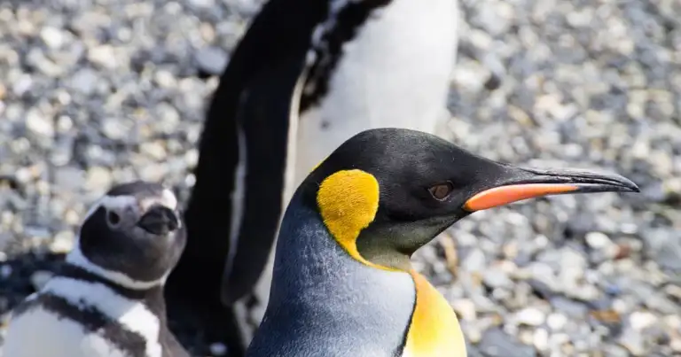 ushuaia temporada de pingüinos