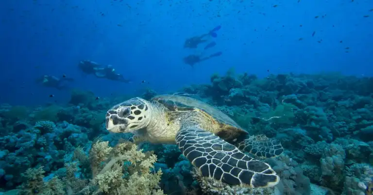 Tortuga marina nadando sobre arrecife de coral submarino