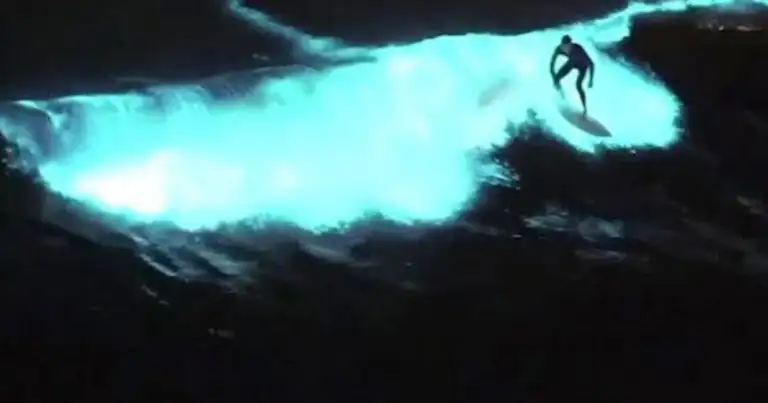 Surfista navegando ola bioluminiscente azul brillante