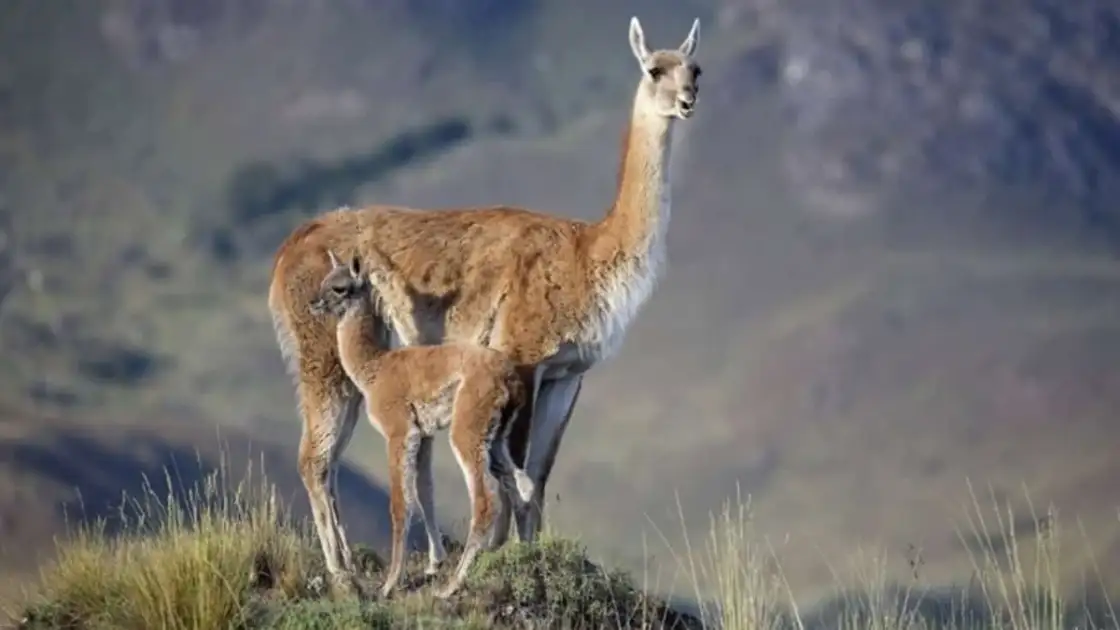 parque patagonia