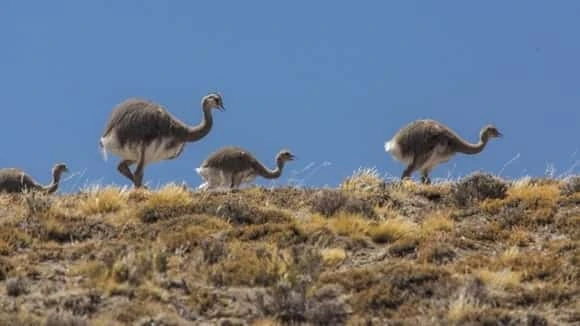 Aves patagonicas