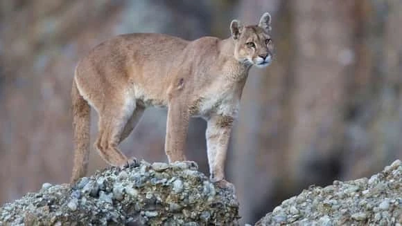 Animales salvajes en Patagonia