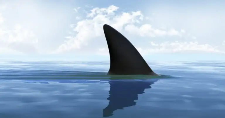 Aleta dorsal de tiburón sobre la superficie del océano azul