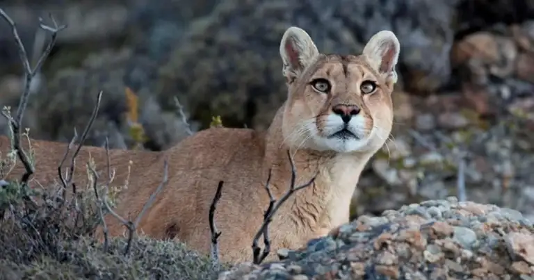 puma objetivo turristico