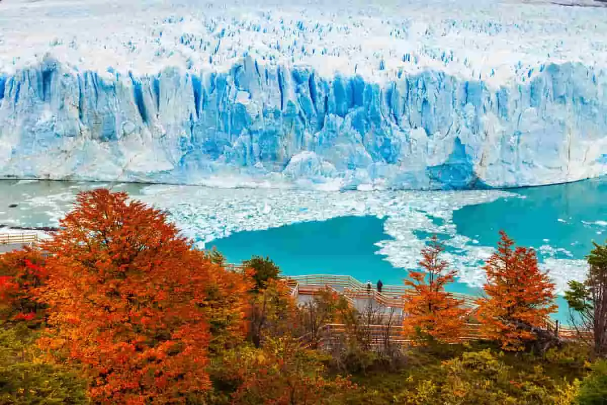 Vista del Glaciar Perito Moreno con árboles otoñales en primer plano