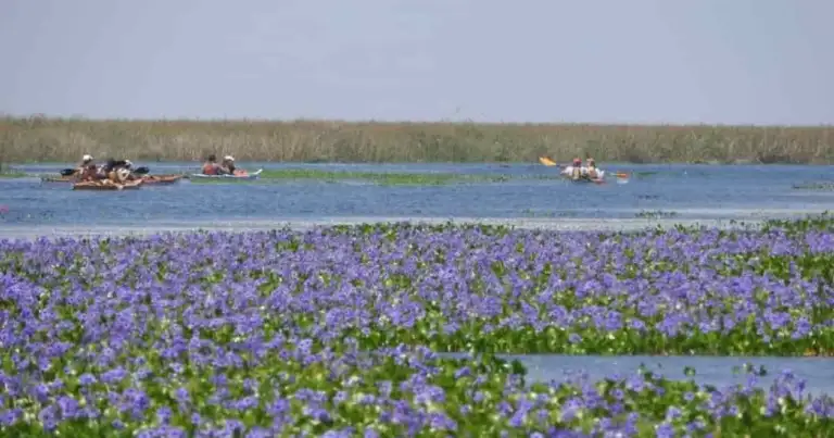esteros del iberá