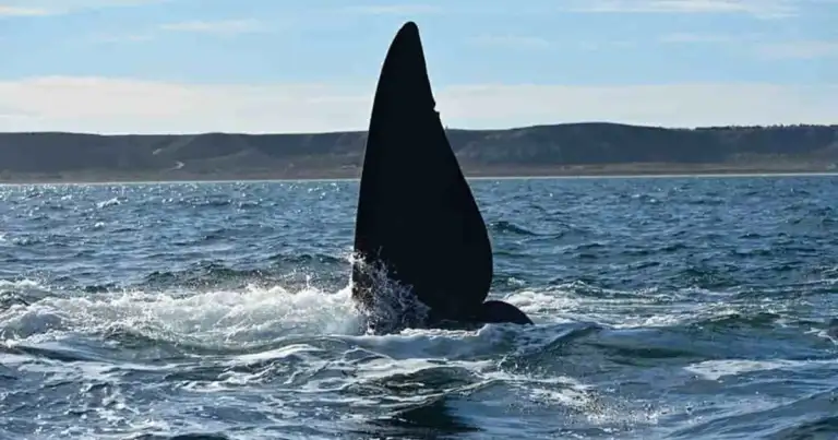 Aleta dorsal de ballena asomando entre olas del océano con agua azul de fondo
