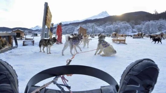 Perros de trineo en la nieve con montaña nevada de fondo