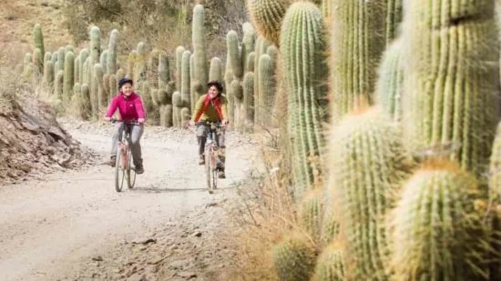 Dos ciclistas en camino desértico rodeado de cactus