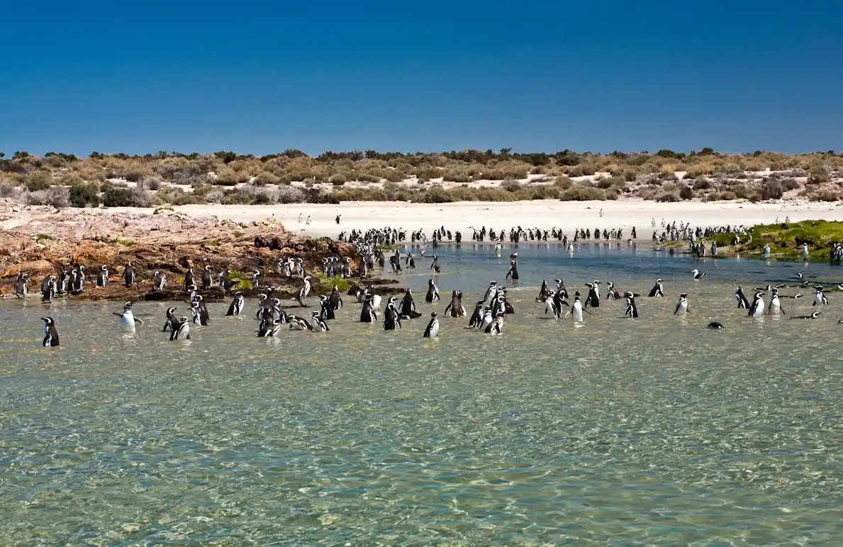 Playa Bahía Bustamante en Chubut