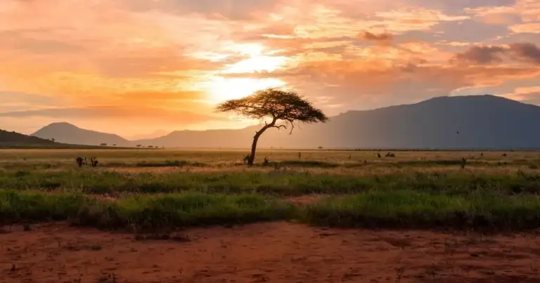 safaris para recorrer a pie