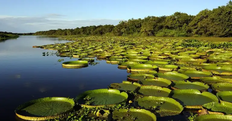 Río o estero cubierto de plantas acuáticas flotantes verdes en paisaje selvático