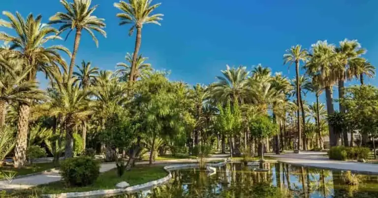 palmeral de elche