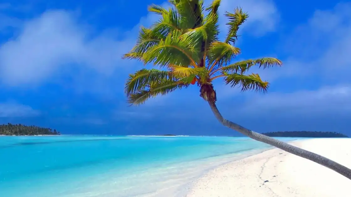 Palmera inclinada sobre playa de arena blanca y aguas turquesas