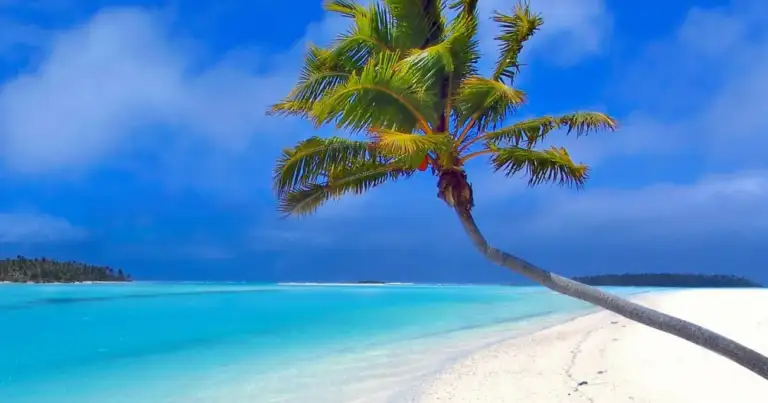 Palmera inclinada sobre playa de arena blanca y aguas turquesas