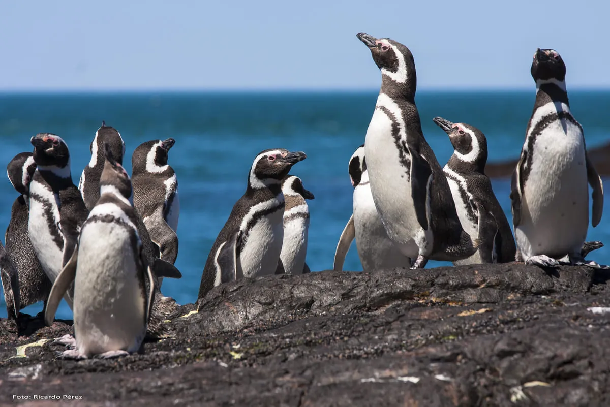Fotografia de Pingüinos en Cabo de hornos cabo de hornos patagonia