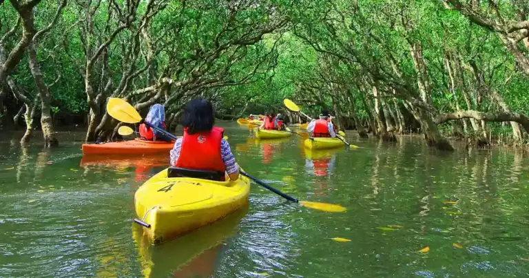 Kayaks amarillo y rojo en agua rodeada de mangles verdes