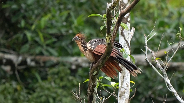 Pájaro marrón perchado en rama entre vegetación verde