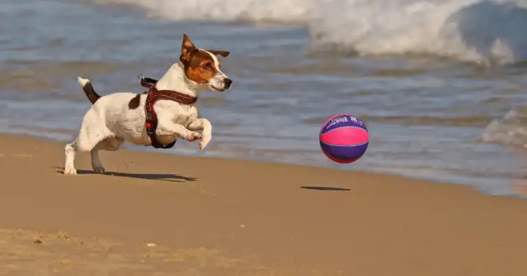 playas para perros en miami