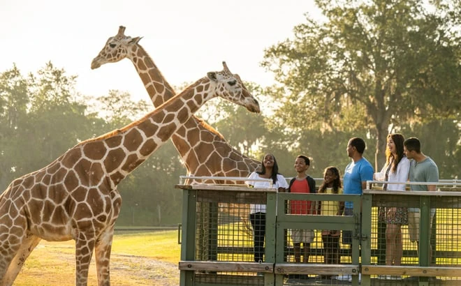 Familia observando jirafas de cerca en el safari de animales de Busch Gardens Tampa