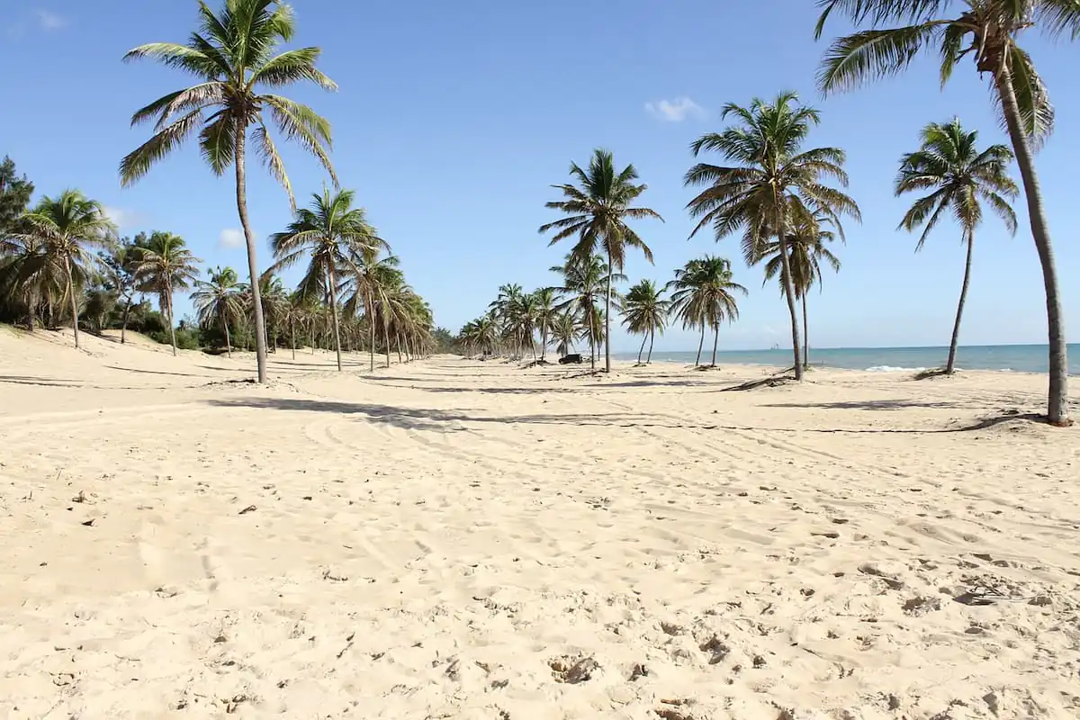 Playa de arena blanca con palmeras y aguas cristalinas