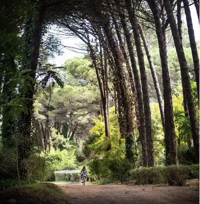 Bosque de árboles altos con sendero y visitantes caminando
