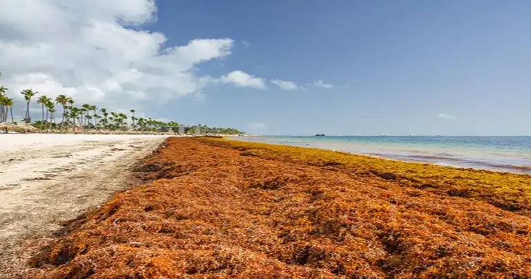 sargazo en el caribe