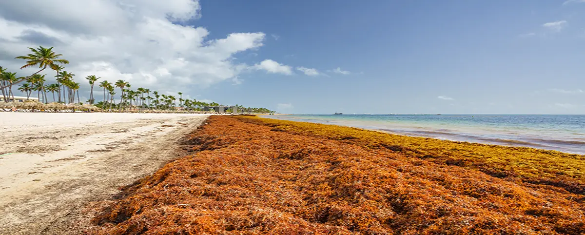 sargazo en el caribe