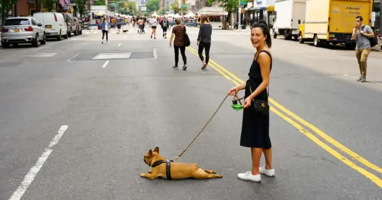 Viajar a Estados Unidos con perro: cuáles son los requisitos