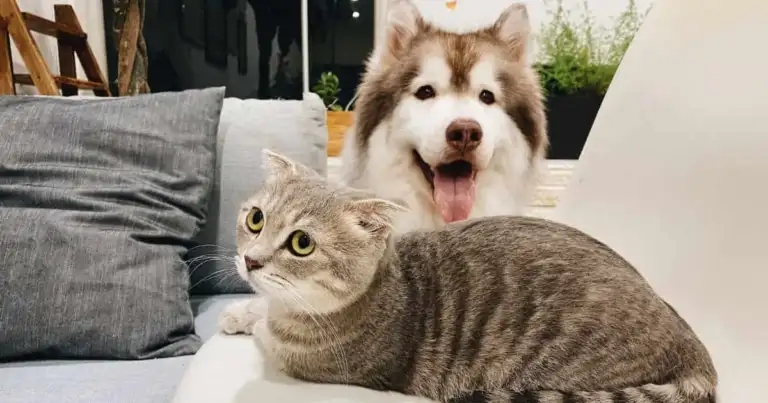 Dónde dejar tu mascota cuando sales de viaje