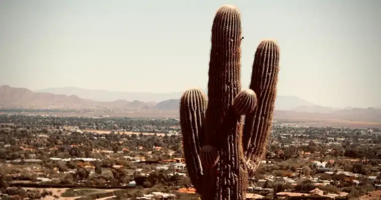 Qué hacer en Phoenix: lugares emblemáticos de la capital de Arizona