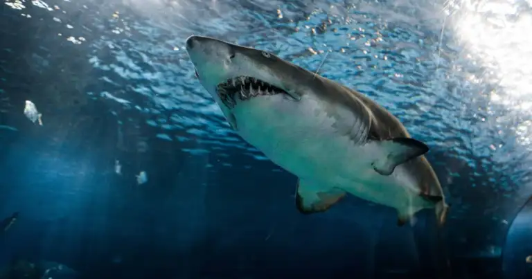 Cuáles son los mares con más tiburones en todo el mundo