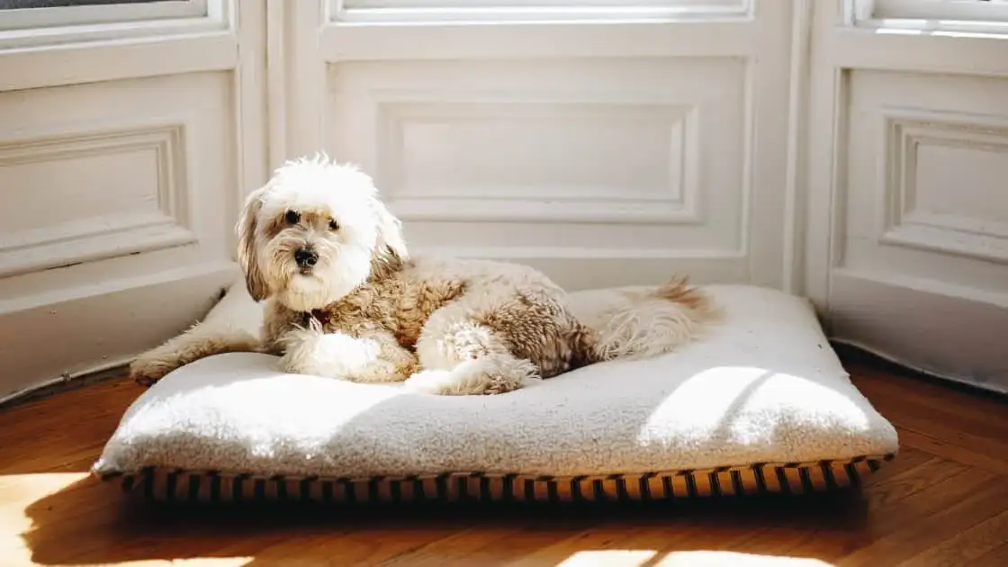 10 hoteles para perros que adoran recibirlos