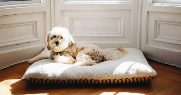 10 hoteles para perros que adoran recibirlos