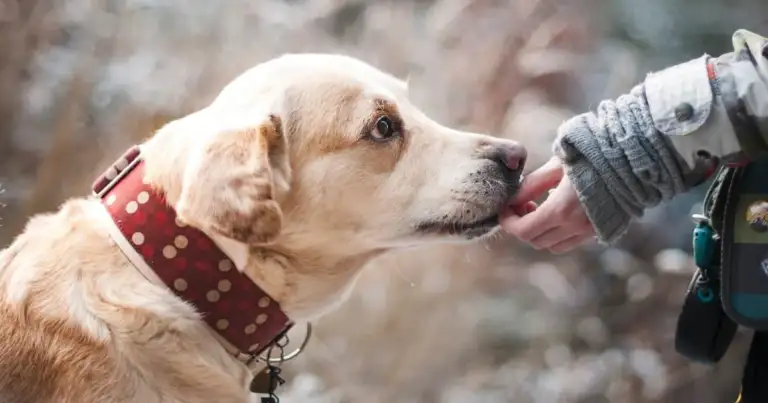 9 beneficios de viajar con mascotas