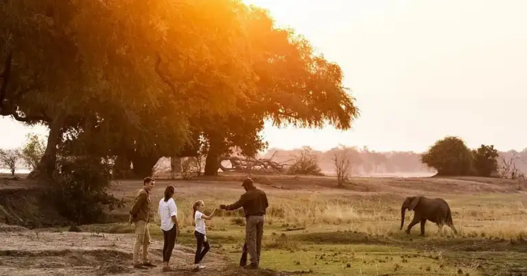 Safari en África: nuevos campamentos acompañan la migración de los animales