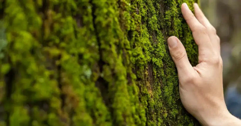Baños de Bosque: el turismo wellness se afirma en Cariló con más opciones